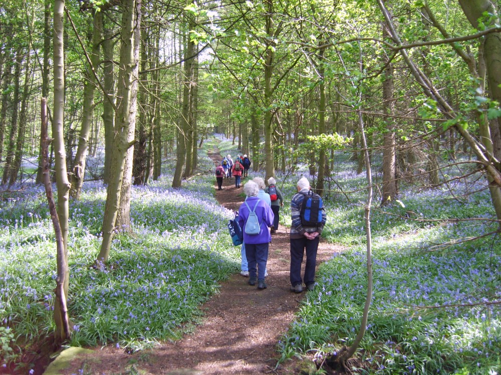 Bluebell wood